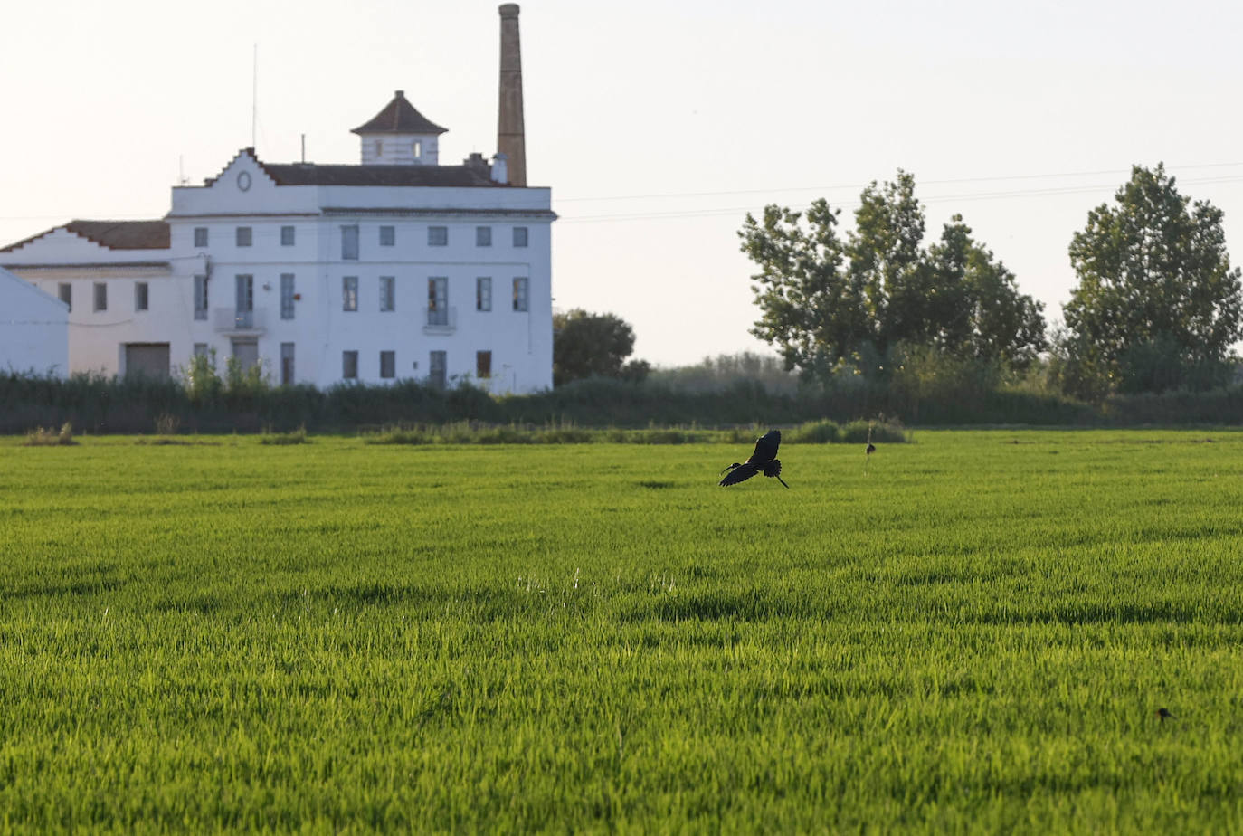 La Albufera de Valencia conmemora la aprobación de su declaración como parque natural con los vertidos y la falta de agua como principales problemas. 