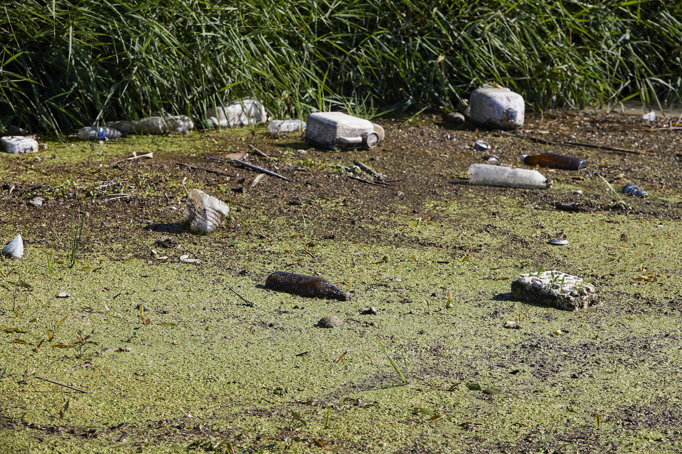 La Albufera de Valencia conmemora la aprobación de su declaración como parque natural con los vertidos y la falta de agua como principales problemas. 