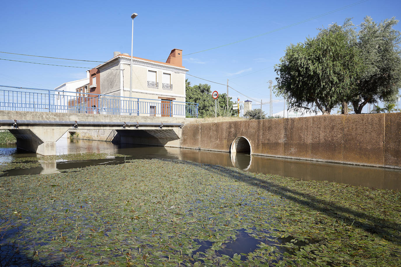 La Albufera de Valencia conmemora la aprobación de su declaración como parque natural con los vertidos y la falta de agua como principales problemas. 