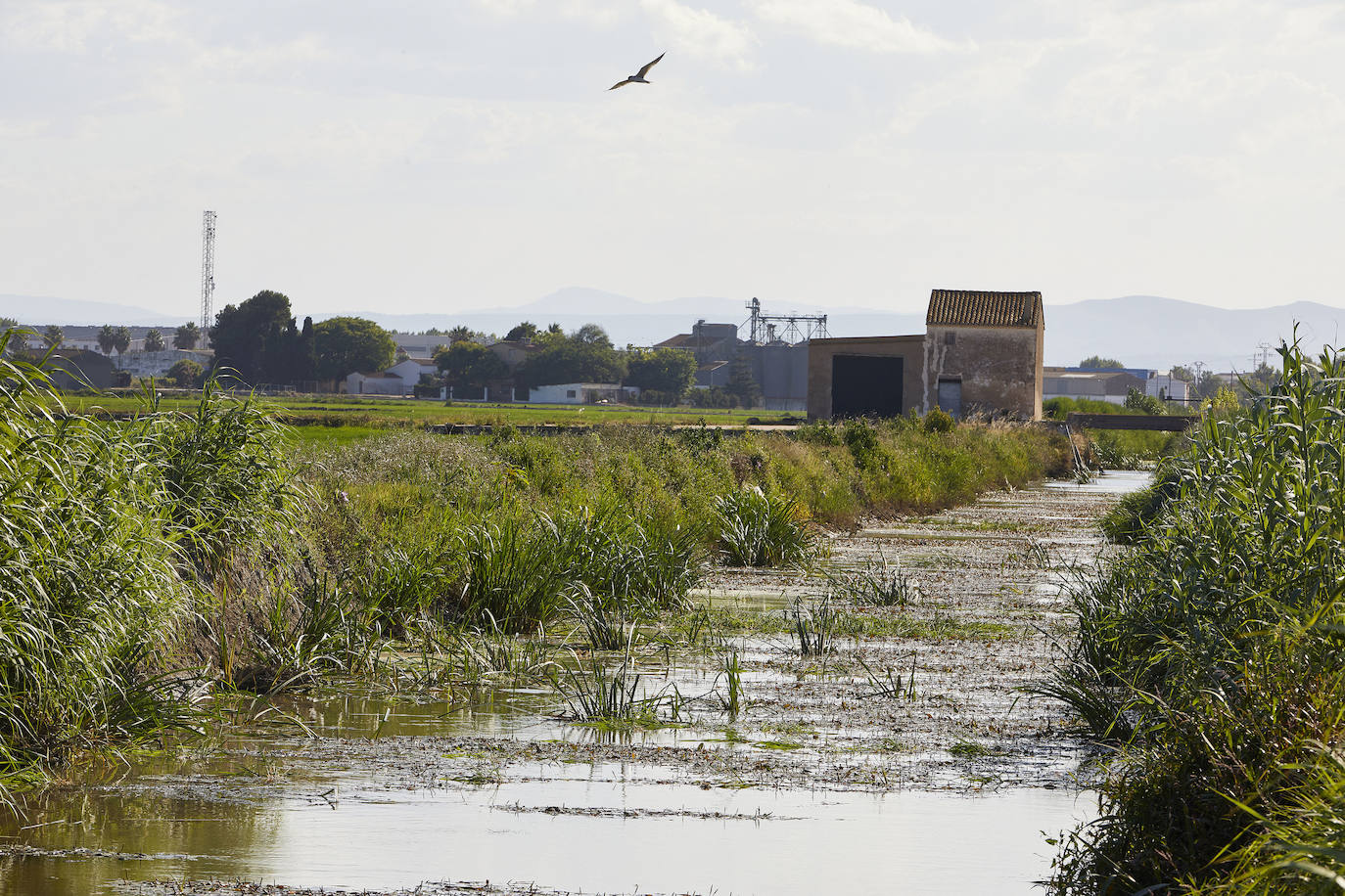 La Albufera de Valencia conmemora la aprobación de su declaración como parque natural con los vertidos y la falta de agua como principales problemas. 