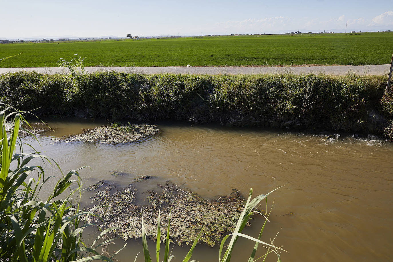 La Albufera de Valencia conmemora la aprobación de su declaración como parque natural con los vertidos y la falta de agua como principales problemas. 