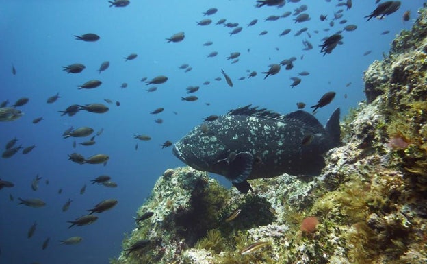 En Barracuda Buceos organizan inmersiones en las Islas Columbretes.