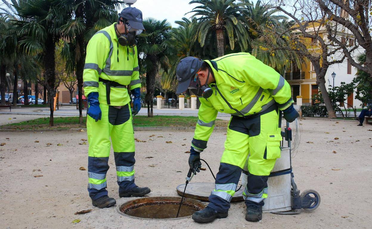 Cucarachas en Valencia | El Ayuntamiento de Valencia mantiene a raya a cucarachas y mosquitos