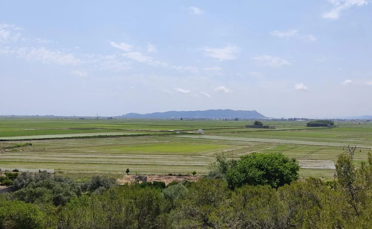 Campos de arroz en la Ribera Baixa. 