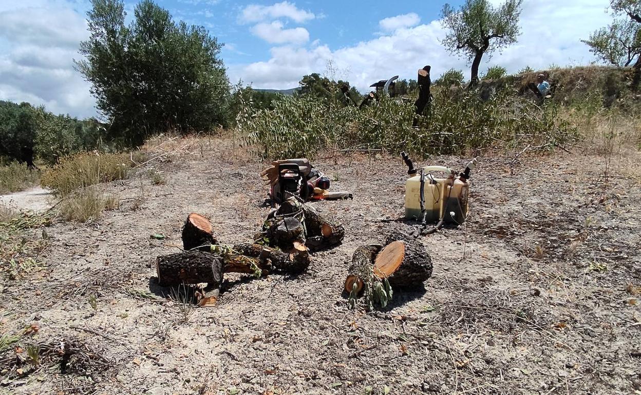 La Xylella sigue arrancando almendros desde que se detectó el primer positivo en 2017