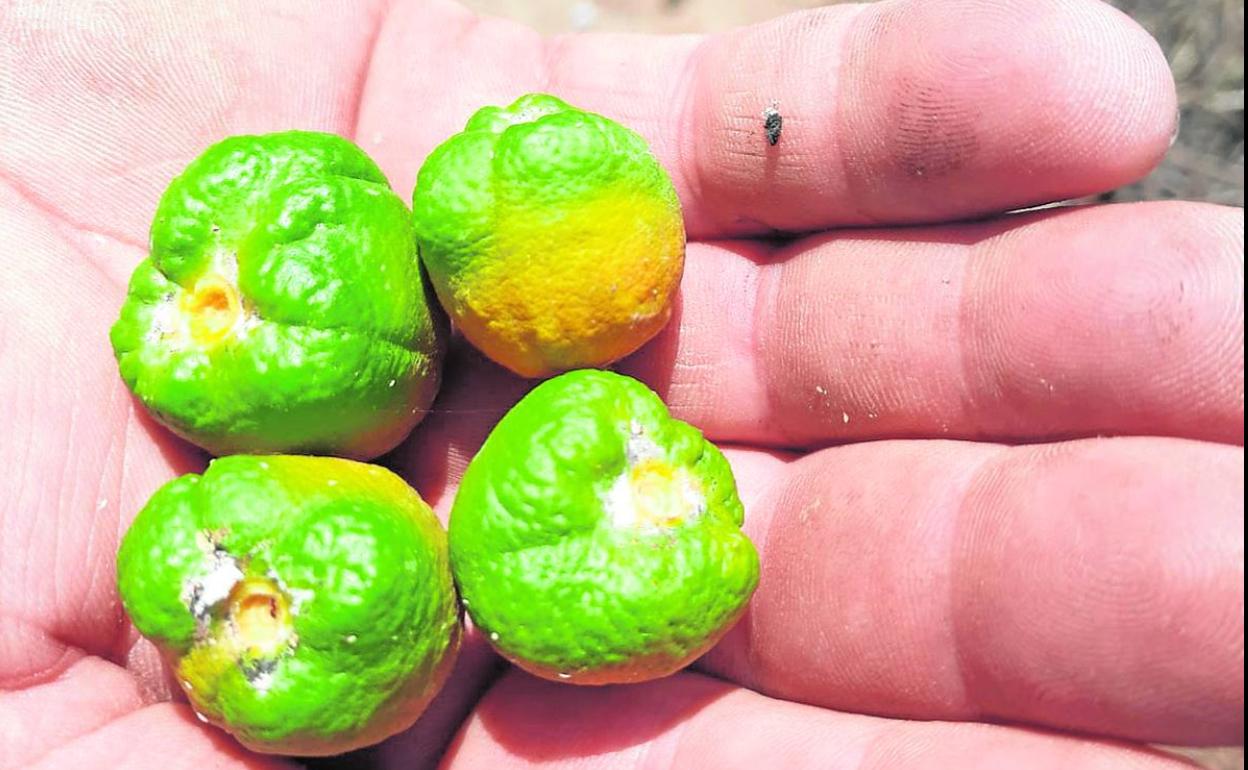 El problema se expande. Estas naranjas dañadas por el 'cotonet' de Sudáfrica y con la plaga aún visible son de una finca citrícola de Cataluña. 