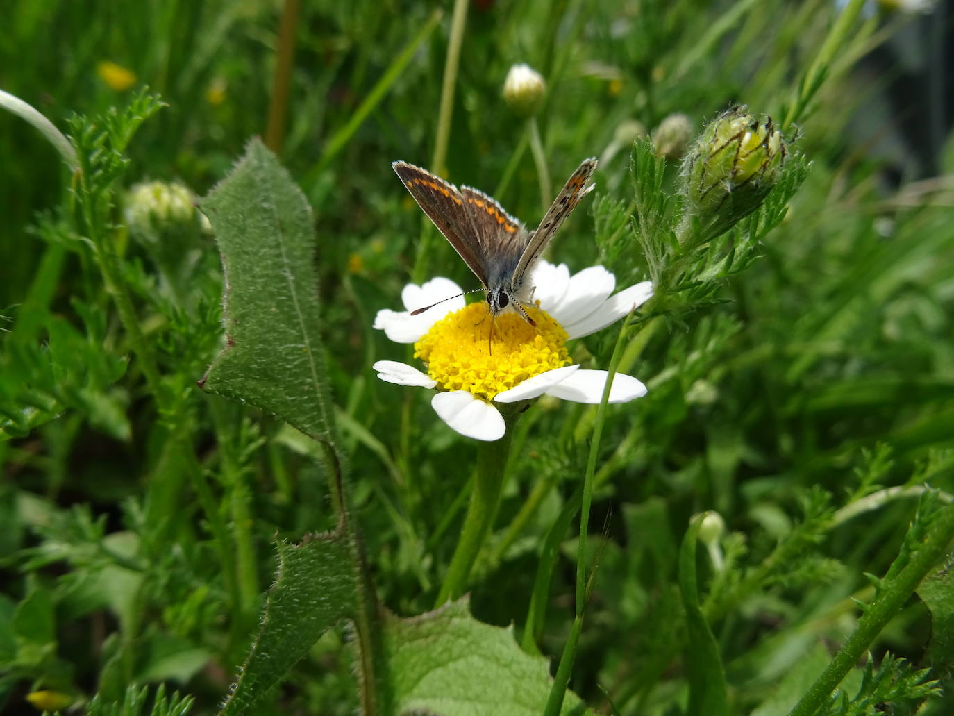 Dentro del parque natural de Chera-Sot de Chera se encuentra el oasis de la mariposas, un entono donde estos insectos pueden alimentarse y residir. El objetivo de este proyecto, iniciado junto a la Asociación Zerynthia, es proteger especies amenazadas de mariposas y escarabajos. En la imagen, 