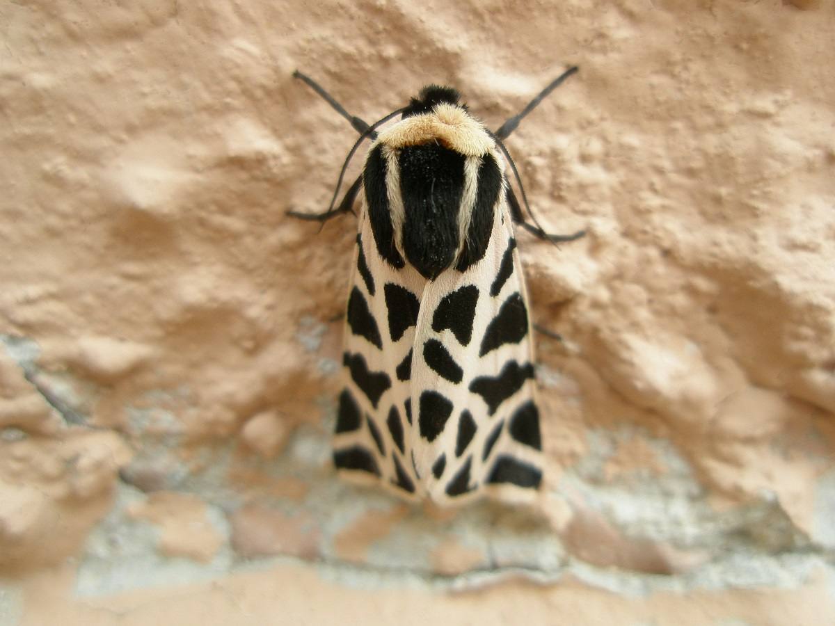 La sierra de Mariola es atractiva tanto para senderistas como para observadores de mariposas. El gran número de fuentes y cuerpos de agua la hacen muy atractiva para estos insectos, que se pueden observar en el recorrido de la ruta azul. En la iamgen, una Cymbalophora pudica.