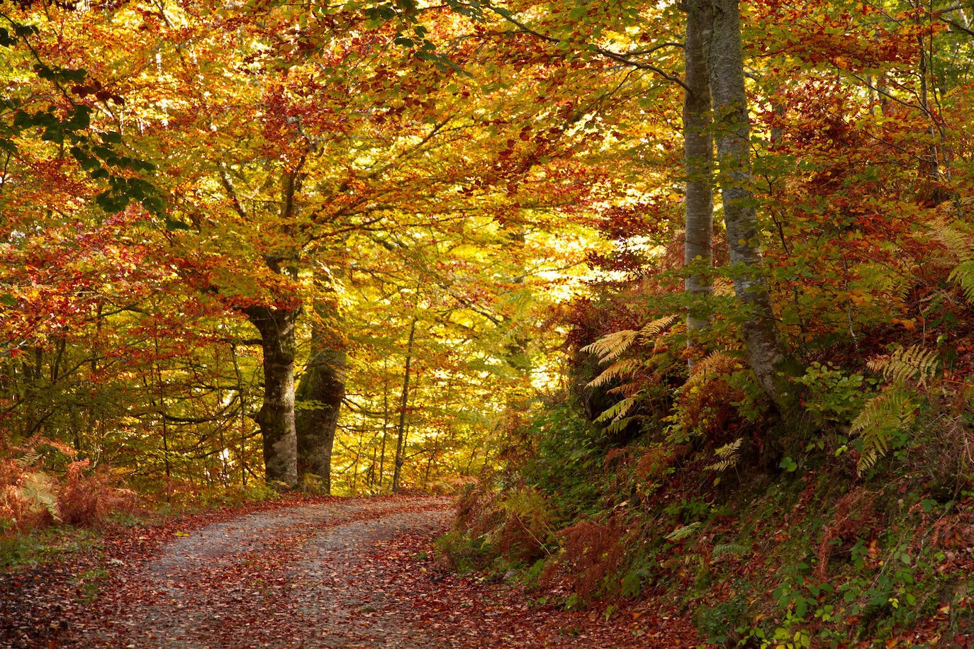 Parque Natural de Redes (Asturias)