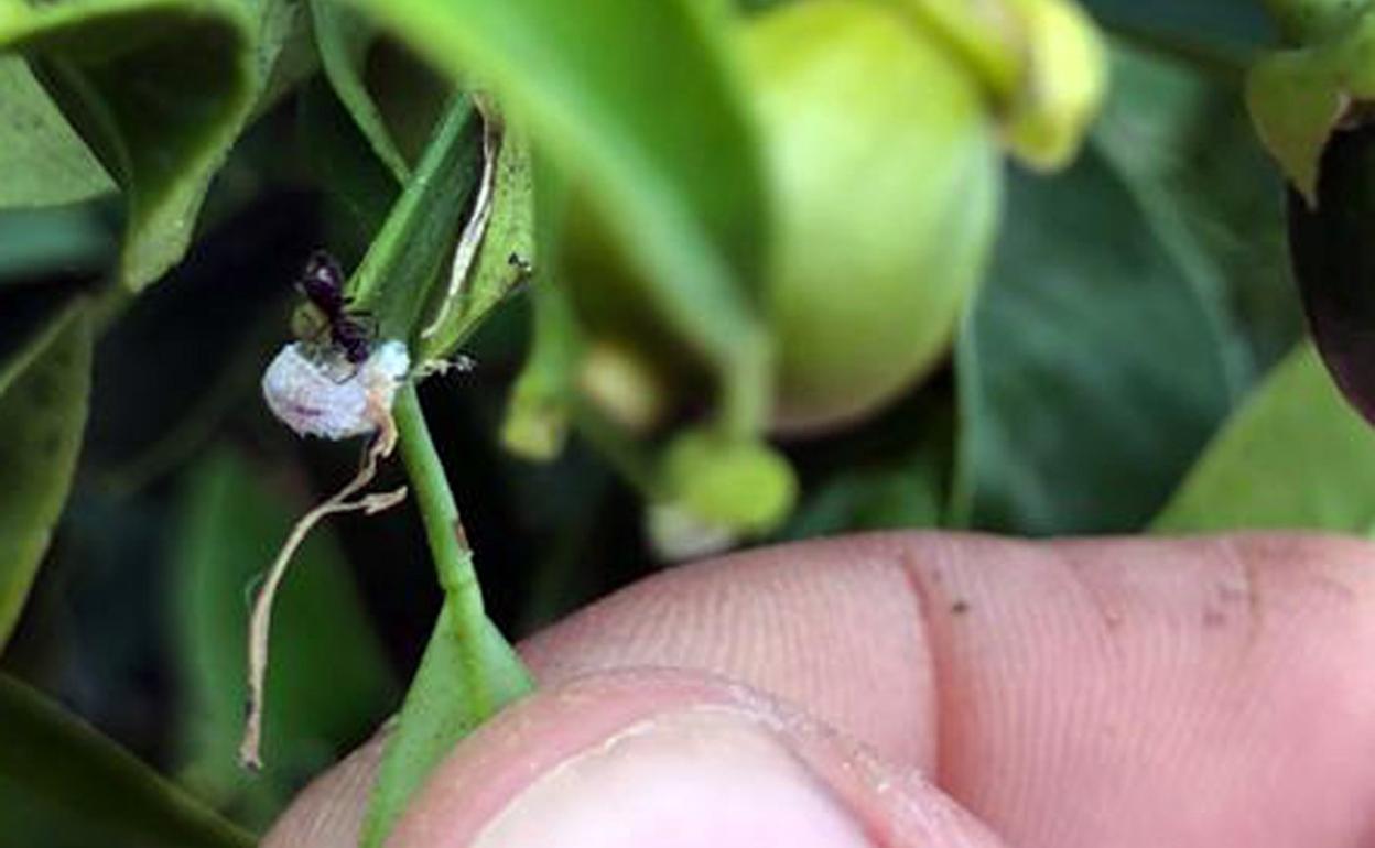 u Protectora. Una hormiga 'pastorea' un ejemplar de 'cotonet' de Sudáfrica sobre una hoja de naranjo para aproximarlo al fruto. M. ll.