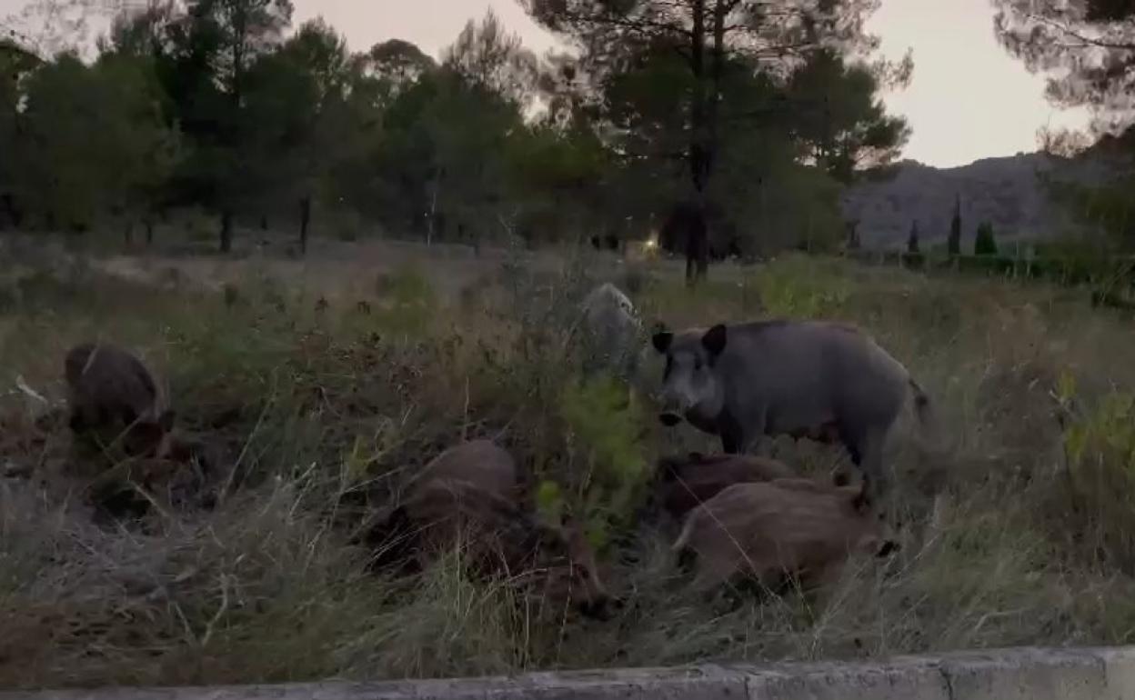 Piara de jabalíes que se ha podido ver tras el Castillo de Xàtiva. 