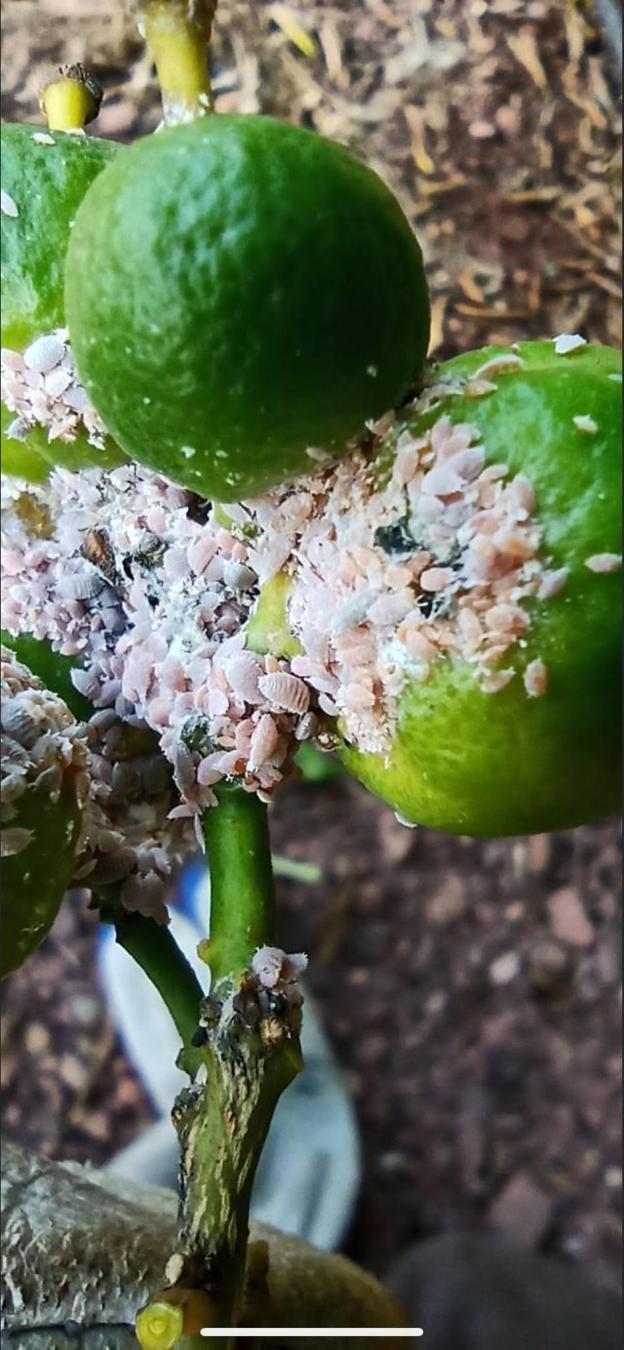 Agricultura podrá aplicar un insecticida prohibido en campos más dañados por el 'cotonet'