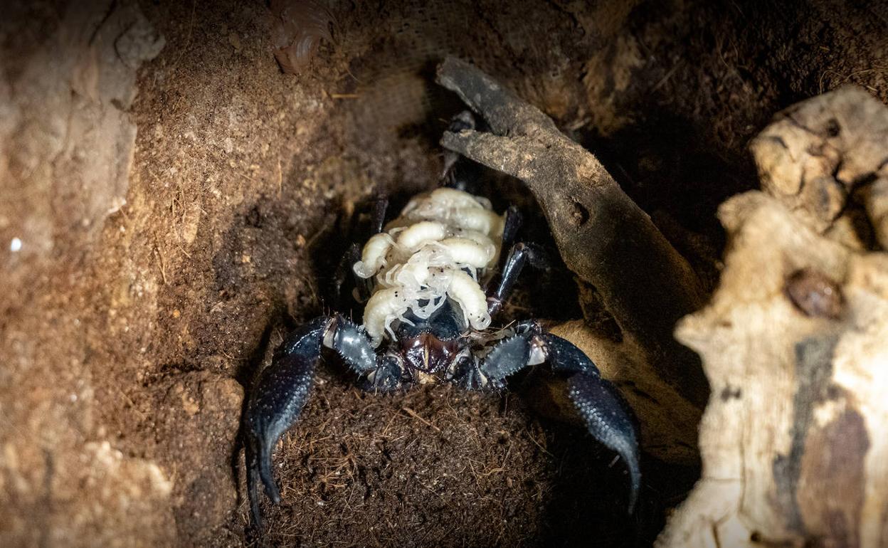 Crías del escorpión emperador del Biopac. 