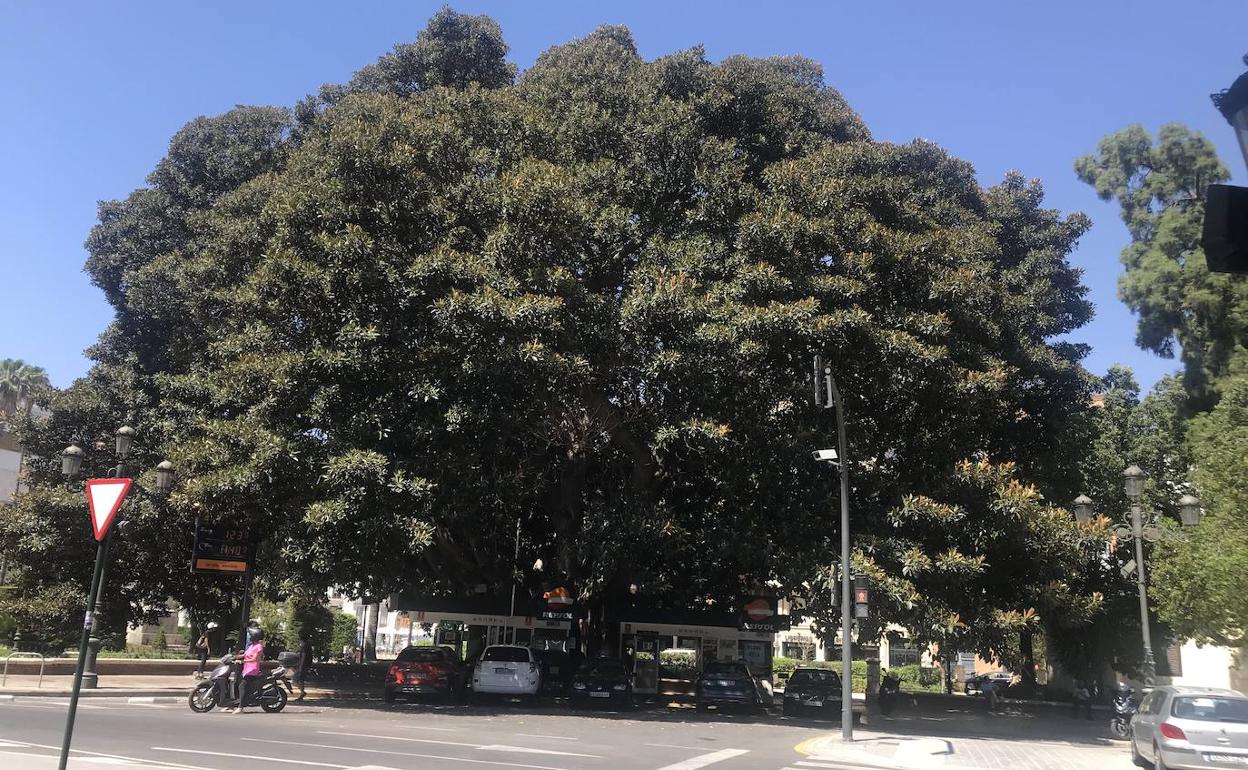 Ficus macrophylla | Las 24 higueras australianas de Valencia se ponen a punto durante el verano