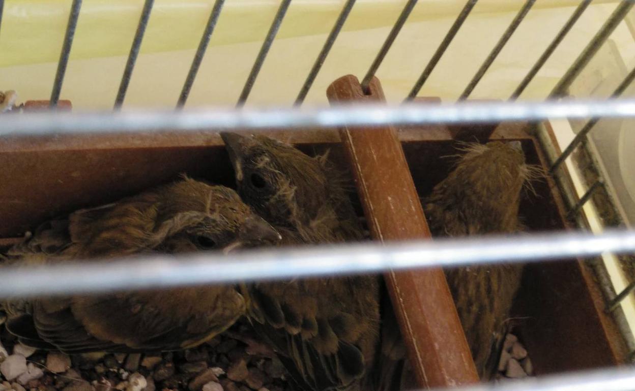 Las crías de verderones en la jaula para su traslado al centro del Saler. 