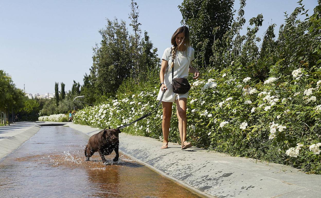 Un perro se refresca en el Parque Central.