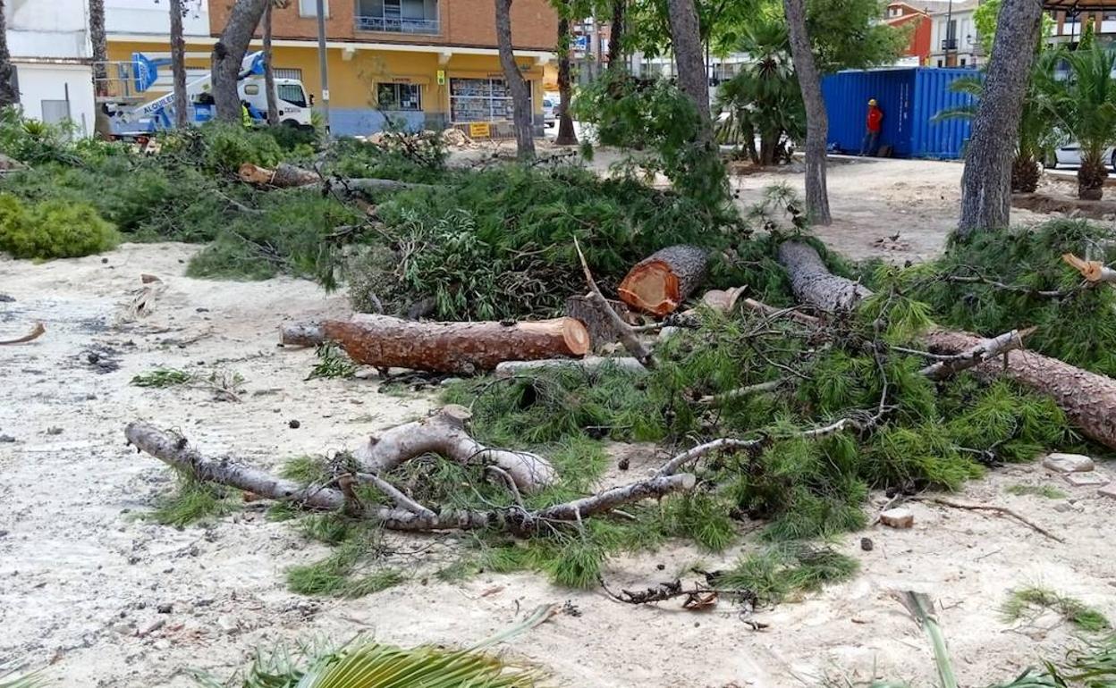 La tala de los árboles estos días atrás. 