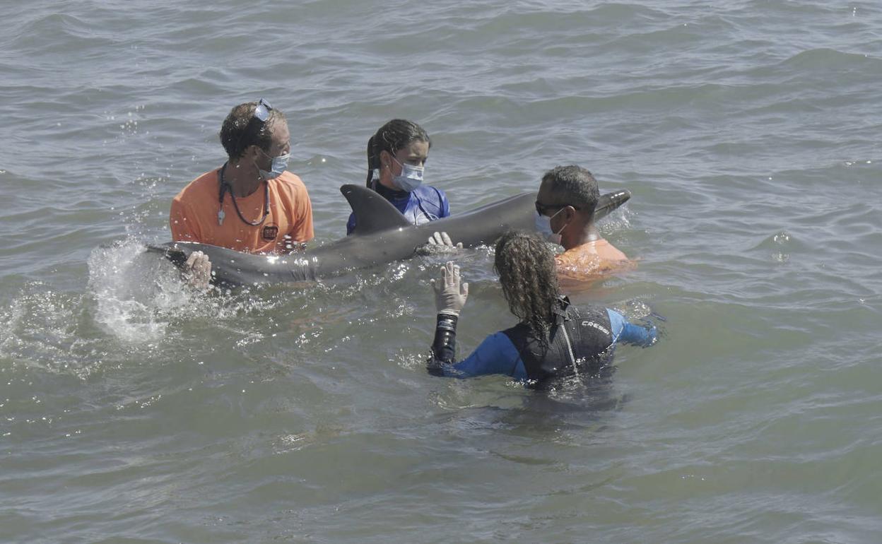 El delfín había quedado varado entre las playas de El Puig y La Pobla de Farnals.