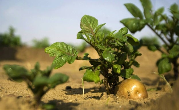 Los tubérculos como la patata son una parte importante de este tipo de alimentación. 