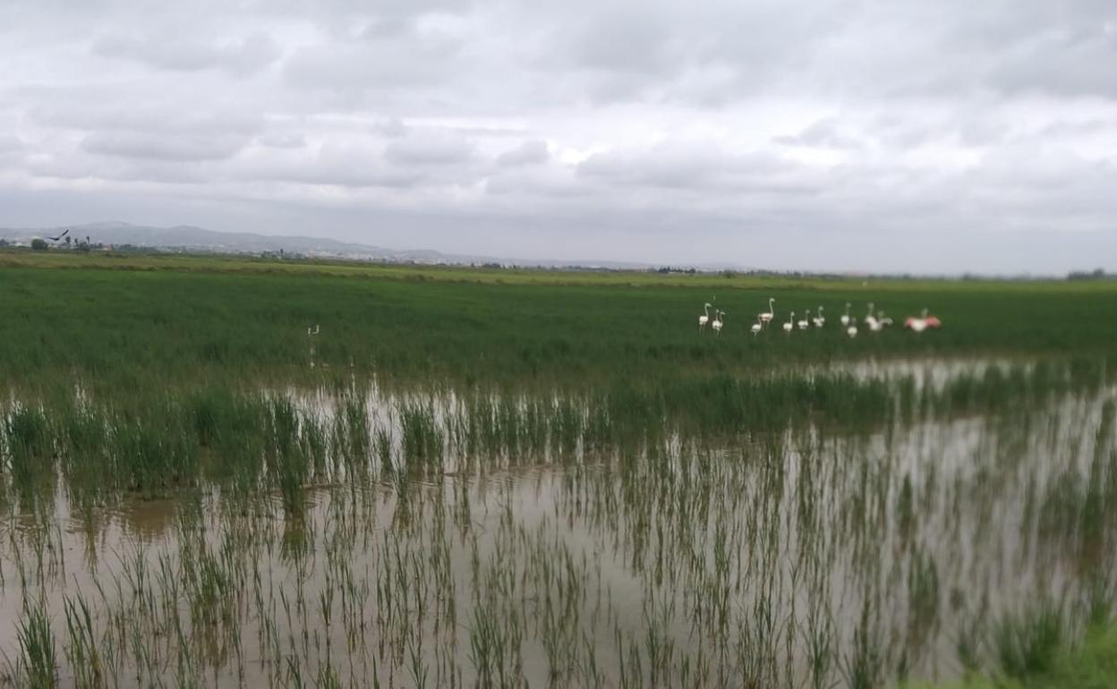 Flamencos en un campo de arroz. 