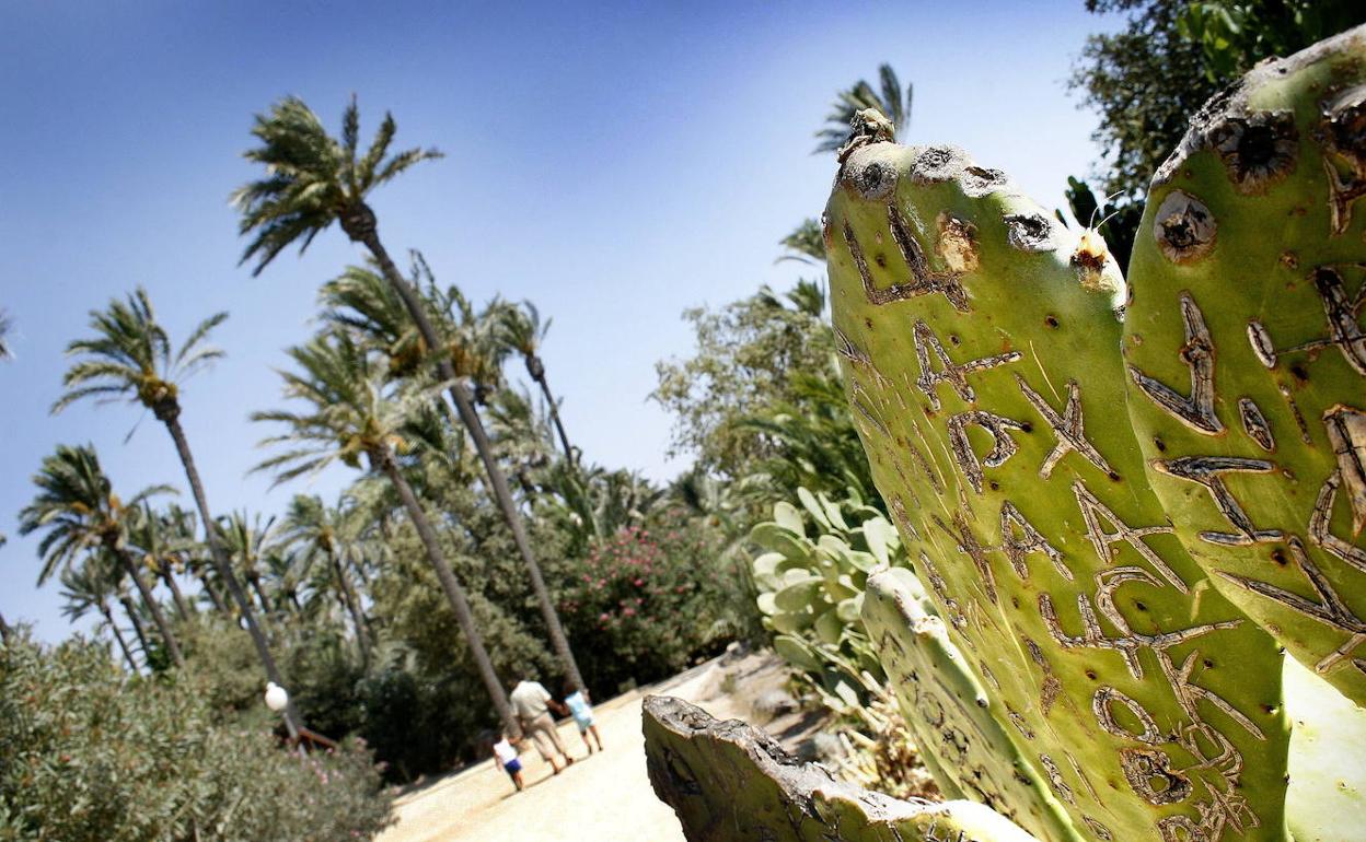 Parque El Palmeral, en Alicante. 