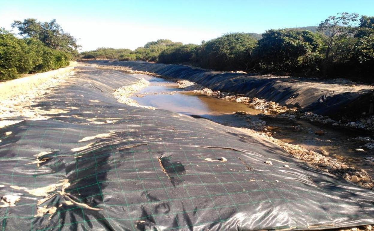 Protección tras eliminar las cañas invasoras en el Vaca. 