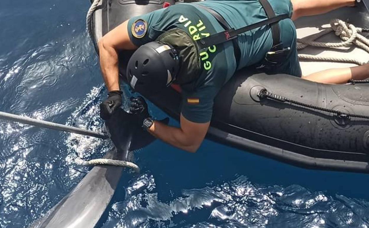 Imagen del rescate del animal en el mar. 