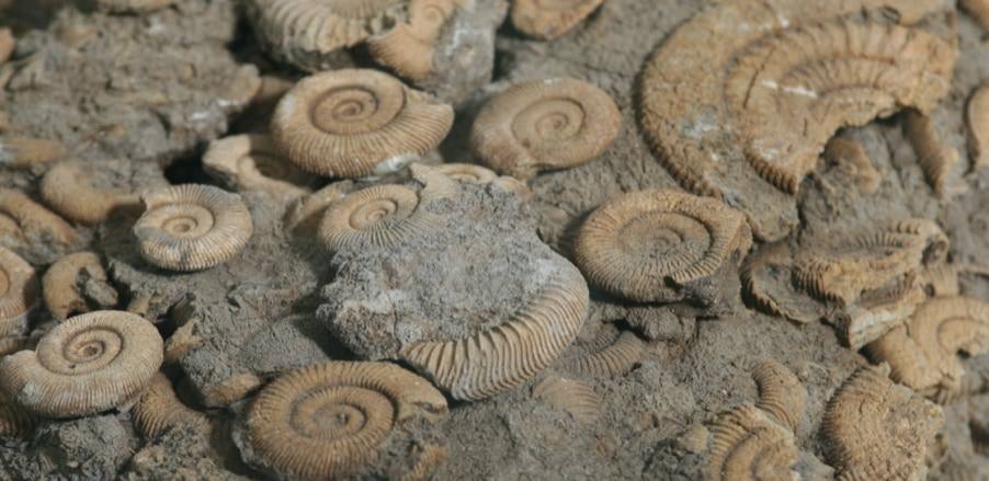 ELCHE - ALICANTE.  Entre los más de 1000 restos que alberga el Museo Paleontológico de Elche, los más abundantes son los de ammonites, (moluscos cefalópodos), aunque tambén son numerosos los de erizos, bivalvos y corales que pueden alcanzar hasta los 400 millones de años.