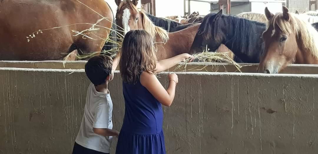 Imagen secundaria 1 - Los caballos en la cuadra