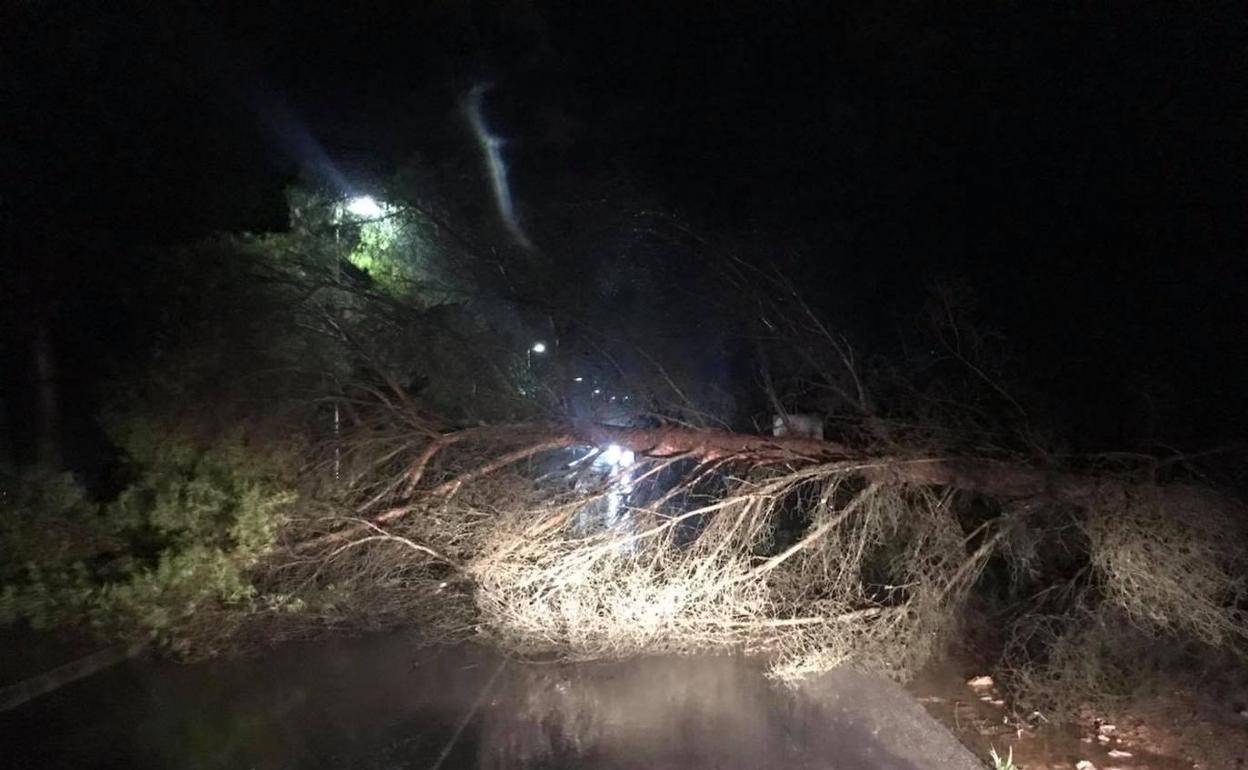 La caída de un árbol cortó una carretera en Gilet. 