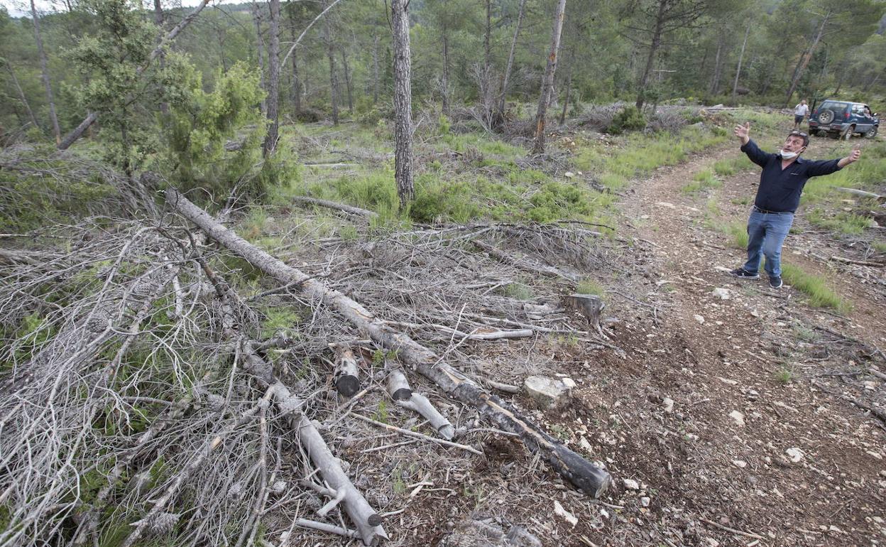 Restos forestales amontonados en Benagéber. 