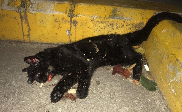 Uno de los gatos callejeros que han hallado muerto. 