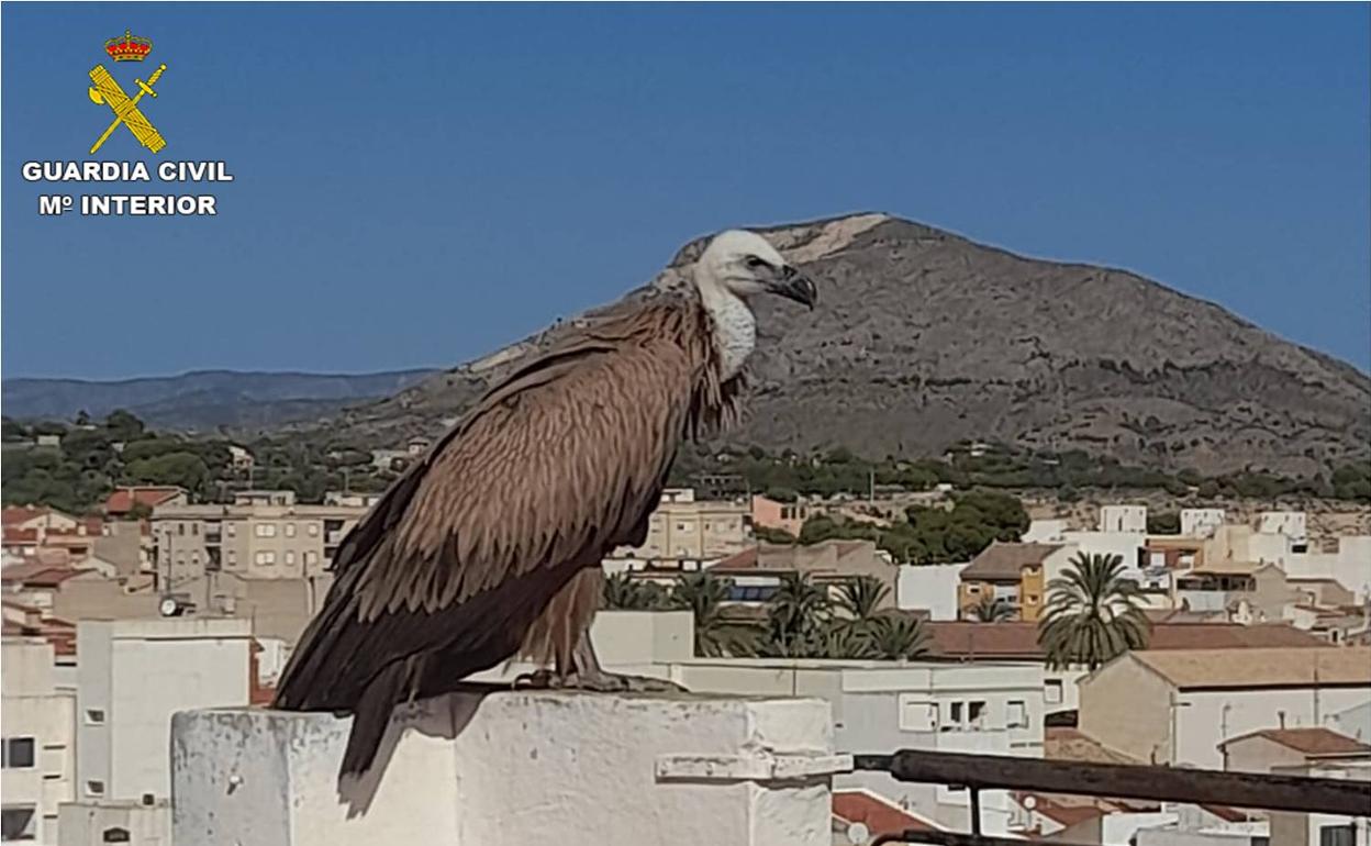 Imagen del buitre leonado localizado en Novelda.  