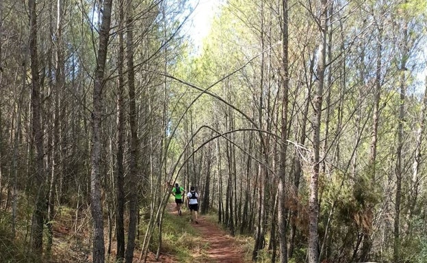 Sendero habilitado con árboles custodiándolo. 