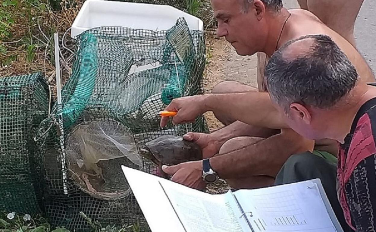 Voluntarios de Acció Ecologista-Agró toman datos de la tortuga capturada. 