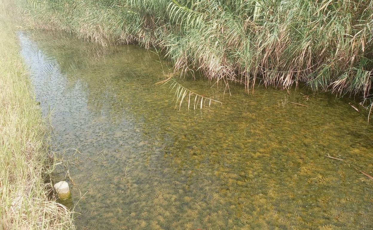 Canal de la Albufera donde se observa el agua transparente. 