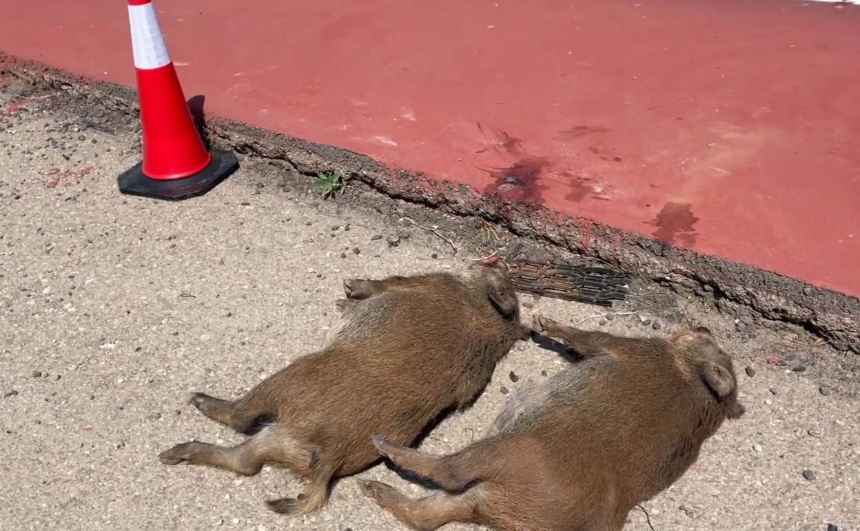 Dos de los jabalíes recientemente atropellados cerca de Náquera. 