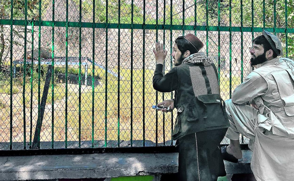 Dos talibanes intentan captar la atención de Marjan, el león blanco del zoo de Kabul, para hacerle una fotografía.