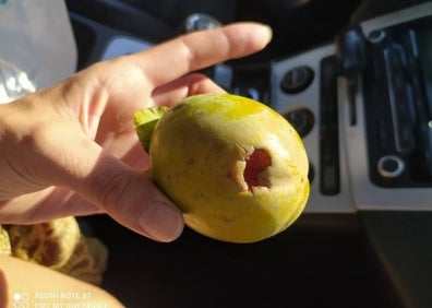 Imagen secundaria 1 - Los daños en un árbol y en frutos en Silla. 