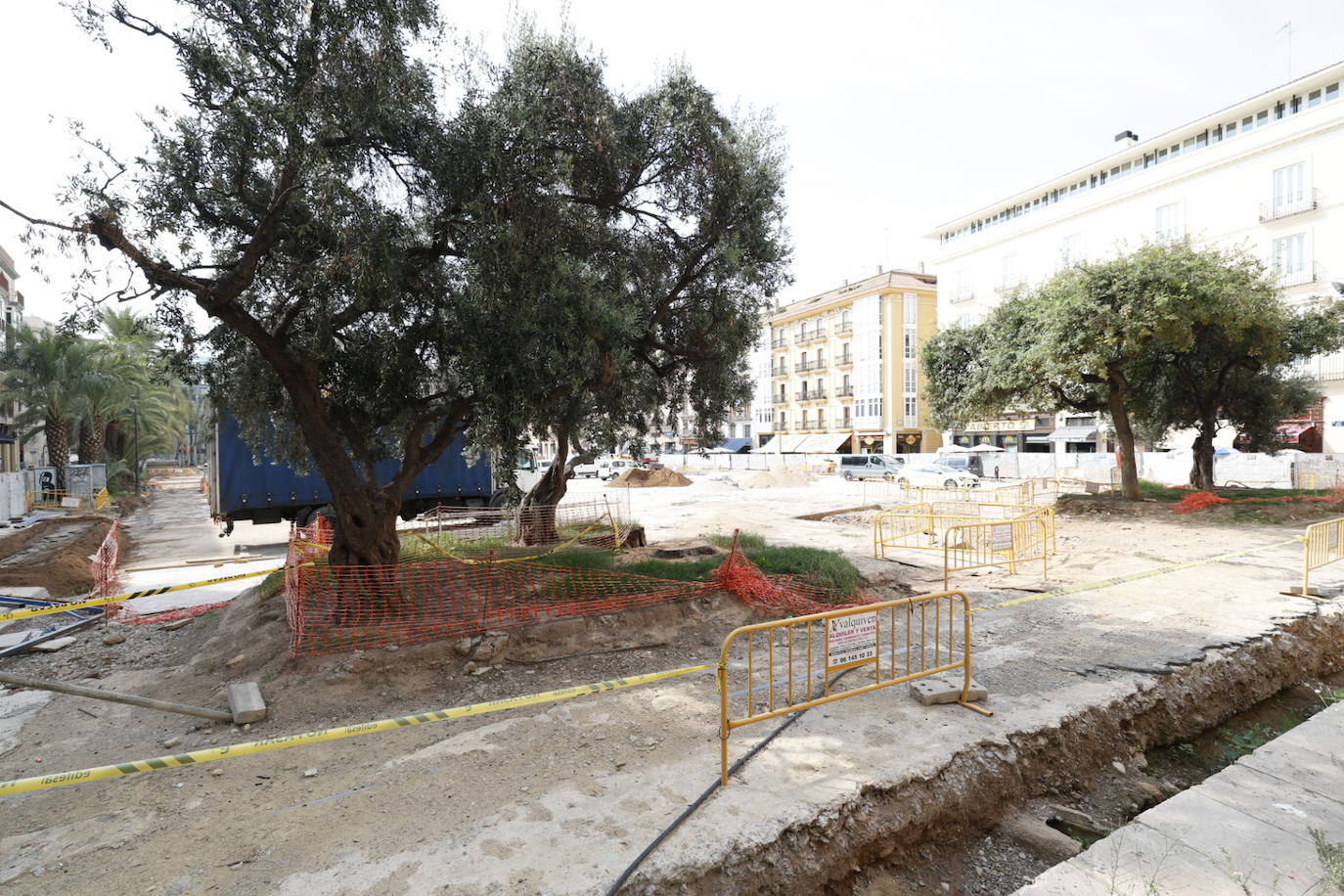 Las obras de reforma de la plaza de la Reina se llevan por delante un ejemplar de gran tamaño junto a la catedral. 