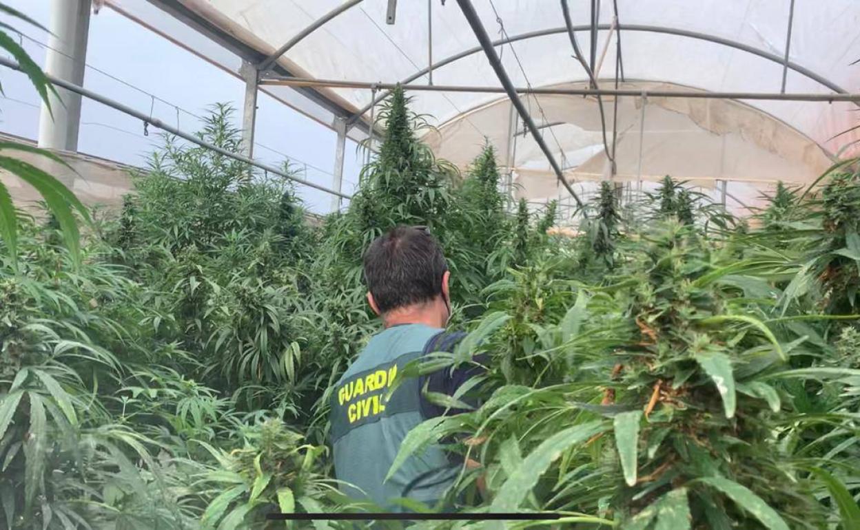 Una de las plantaciones de marihuana intervenidas por la Guardia Civil. 