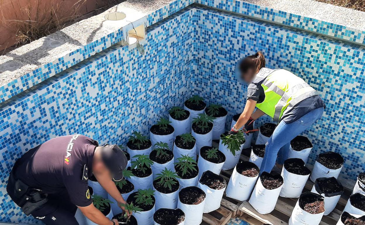 Las plantas localizadas en una de las operaciones policiales. 