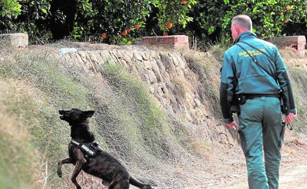 Un guía canino de la Guardia Civil inspecciona un ribazo con 'Jero', un perro adiestrado para buscar a personas desaparecidas.