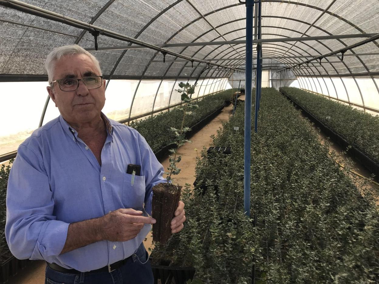 Eliseo Palanca, de Viveros Alto Palancia, productor de planta trufera. lp