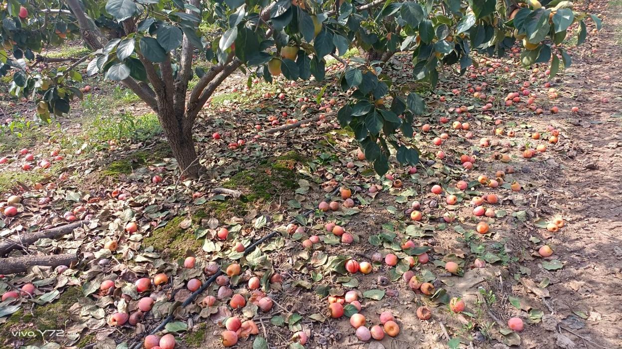 Caquis estropeados por el hongo que causa la 'mancha foliar'. ava