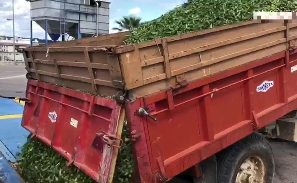 Las primeras olivas que llegan a la cooperativa de Enguera de la campaña que acaba de iniciarse. 