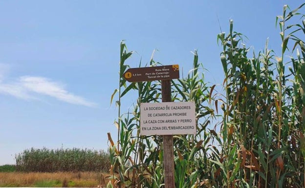 Imagen principal - Rutas para hacer en Catarroja | Hacia el puerto de Catarroja: Una ruta de película