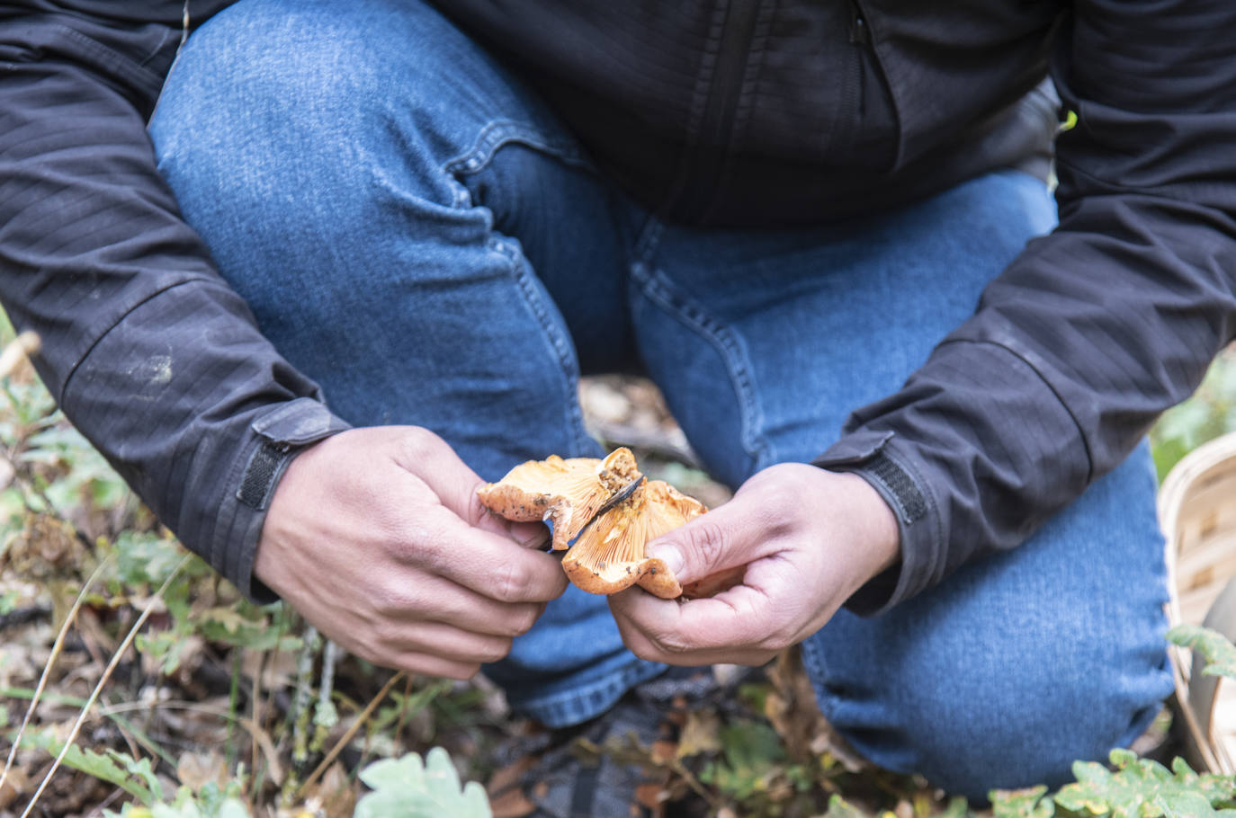 No todas las setas son de otoño, pero el otoño constituye una temporada venerable para los frutos de los hongos, y en consecuencia para nuestras despensas. Viajamos con Clara Puig y Borja Susilla, del restaurante Tula de Jávea hasta los cercanos montes de Teruel, en las inmediaciones de Tramacastilla, en busca de setas de temporada.