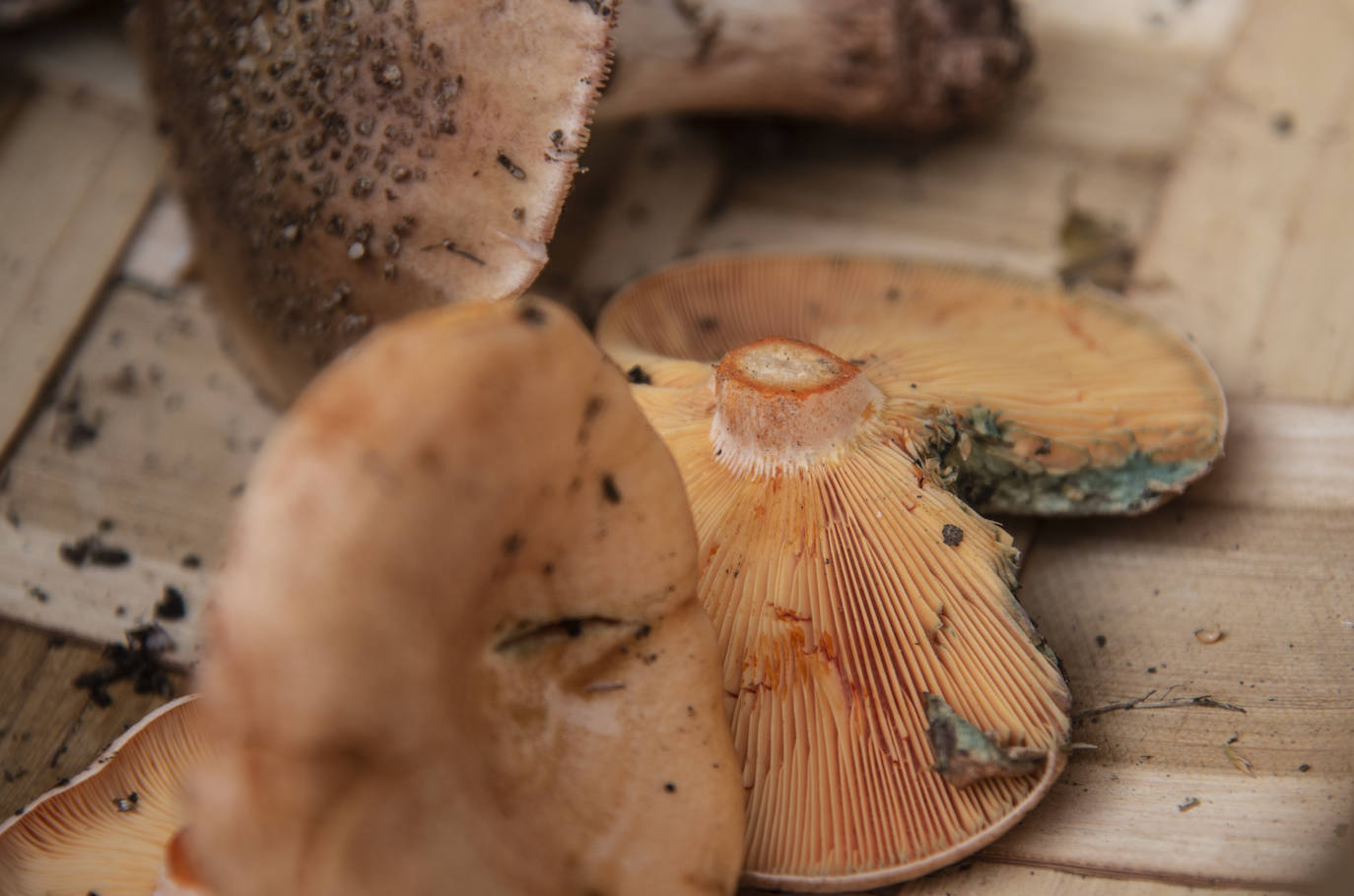 No todas las setas son de otoño, pero el otoño constituye una temporada venerable para los frutos de los hongos, y en consecuencia para nuestras despensas. Viajamos con Clara Puig y Borja Susilla, del restaurante Tula de Jávea hasta los cercanos montes de Teruel, en las inmediaciones de Tramacastilla, en busca de setas de temporada.