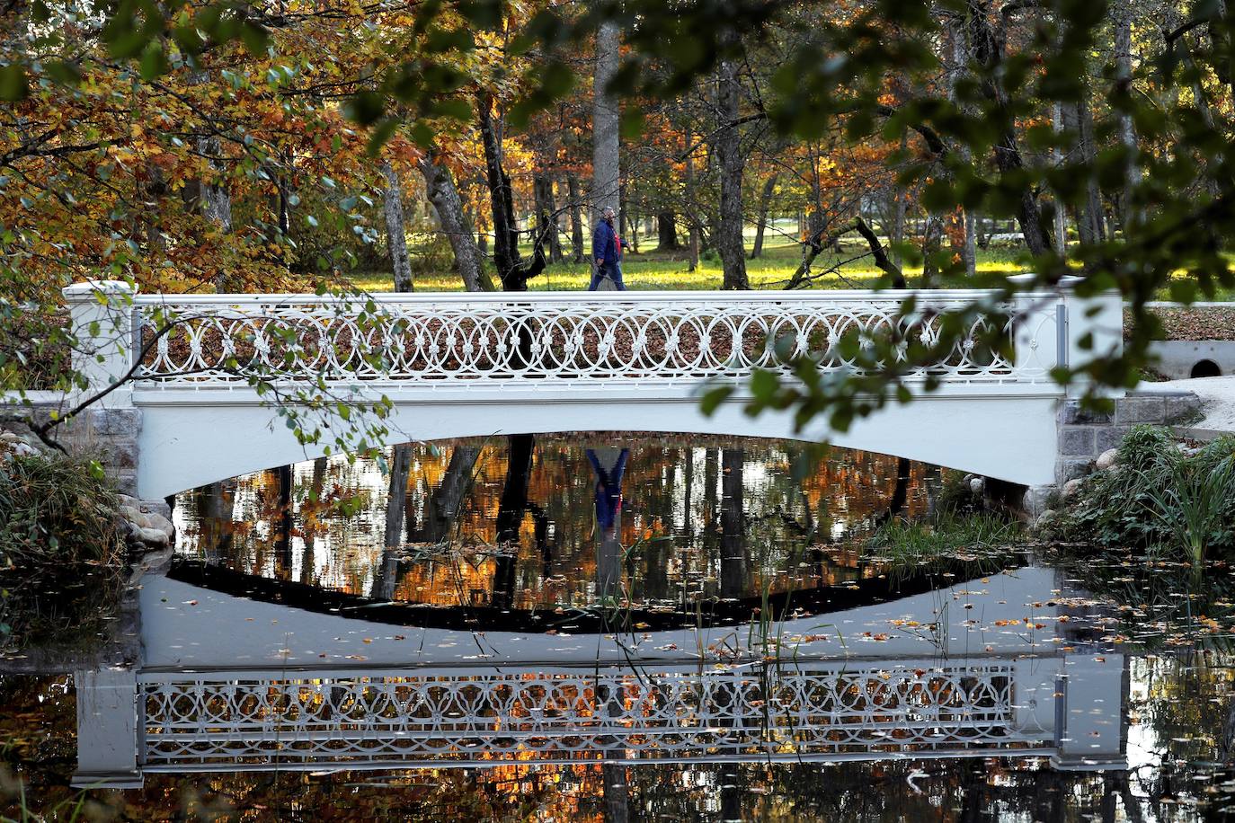 El otoño para muchos es la estación más bonita del año, en la que el frío comienza a abrirse paso entre un tinte de colores cálidos que cubre cada rincón. El verde se transforma en tonos naranjas que dejan paisajes dignos de películas, como el de la imagen, en Kemeri (Latvia). 